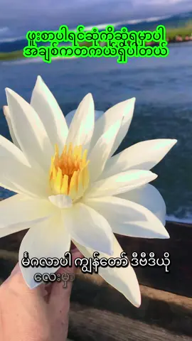 ဖူးစာပါရင်ဆုံကိုဆုံမှာပါ အချစ်ကတကယ်ရှိပါတယ် ၄.၁၀.၂၀၂၅ #japantiktok #မြန်မာtiktok😁 #မူရင်းအသံပိုင်ရှင်အားcrdပေးပါတယ် #followers #foryou 