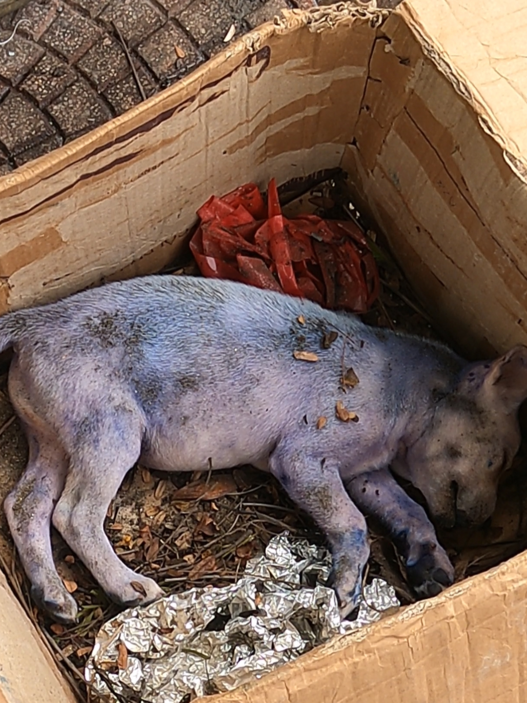 while i was taking out the trash i saw this poor little abandoned dog passed out on the side of the road and i took it to the vet for treatment, after it recovered i decided to adopt it #lovesolution #animallovesolution #rescue #fyp #animals #puppy