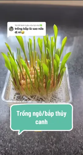 Trả lời @bà nhỏ🍀  Bởi vì nó đẹp đó ní 😄#cacanhthuysinhtmb #trongthuycanh #thuycanh #bapthuycanh #xuhuong  