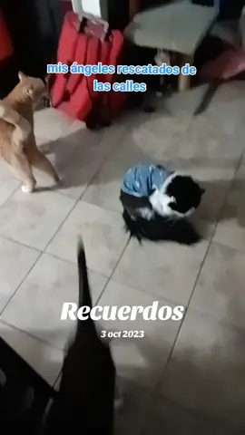 #recuerdos ayuda los gatitos ##no los abandonen #hashtag #tiktok 