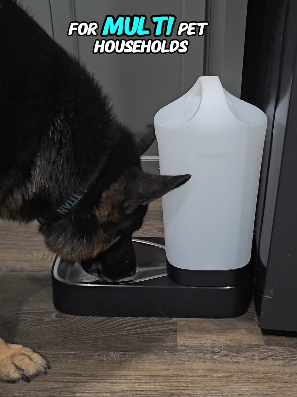 This is a great design water jug for pets. I love the handle feature and how easy it is to fill! 🐶💧😍 #DogWater #WaterJug #Design #pets 