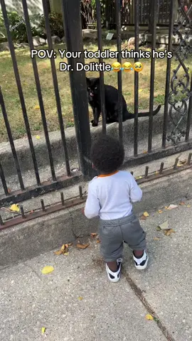 Spooky season vibes 😂😂😂 #halloween #spooky #halloweencostume #cat #catsoftiktok 