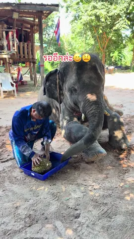 เร็วๆแหน่อิพ่อ😫อยากกินแล้ว🤤😂 #ทุเรียนของโปรด  #มิ่งตัวตึง  #พลายมิ่งมงคลfamily 