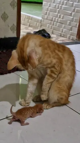 Kau ni ape?  #viral #fyp #kucing #oyen #kitten 