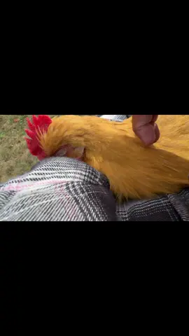 The way she squeaks when I stop petting her. 🥰 #chicken #animals #Love #chickens #pets 