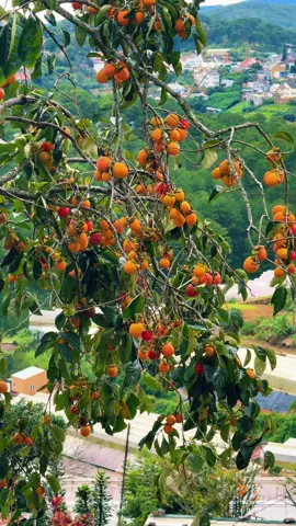 Đà Lạt chẳng vội vàng… nhưng cứ khiến người ta muốn quay lại. Bạn có nhớ Đà Lạt không?#dalatcham 