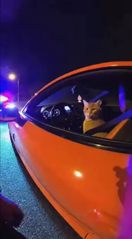 #fyp #cat #funny #cute #pet 