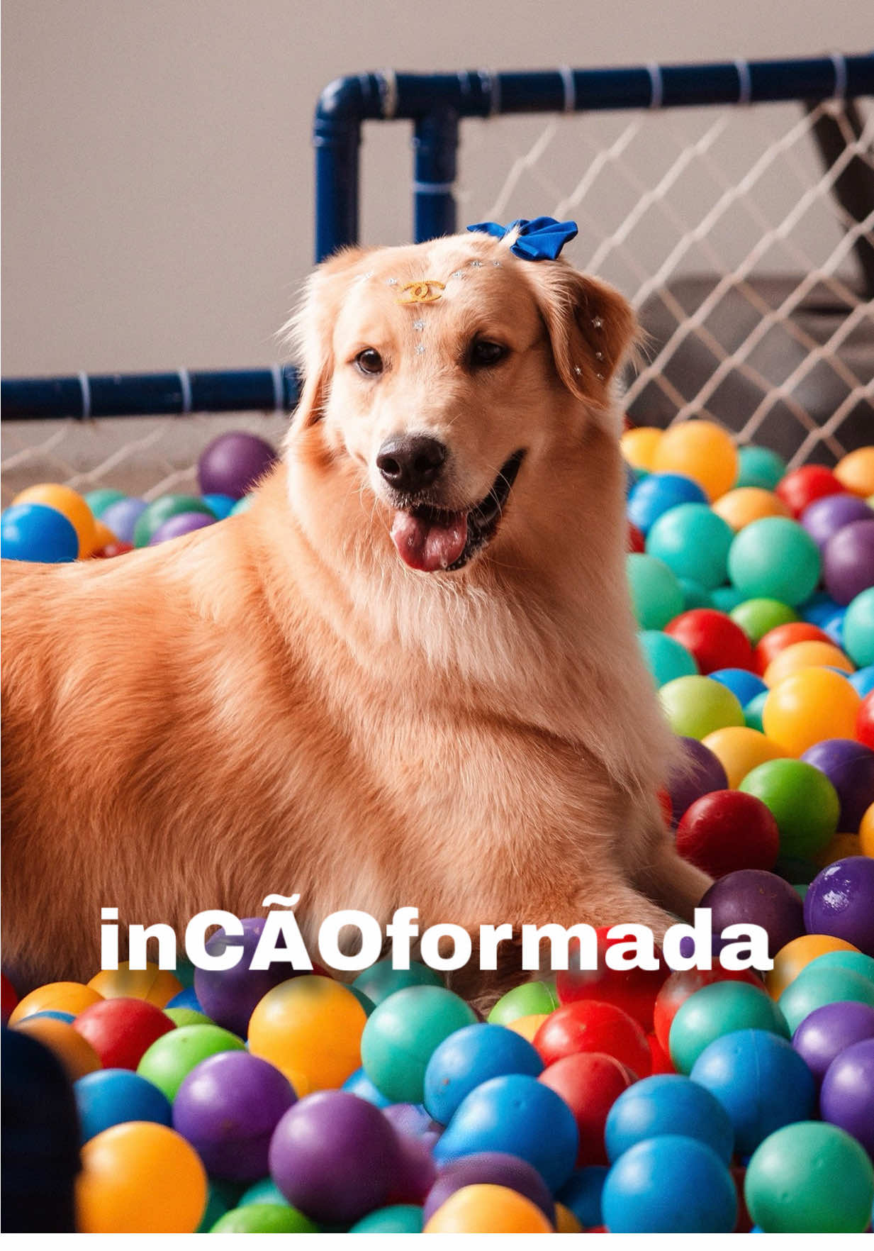 A Chanel indignada querendo brincar na piscina de bolinhas! 🤭 O jeito é pegar umas aulas com a Docinho do @GustavoVS. 🤣 #golden #goldenretriever #humor #meme #comedia 