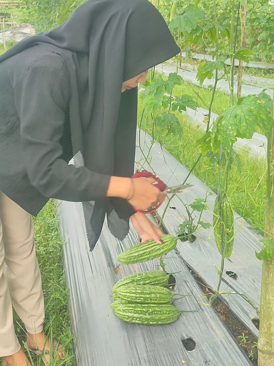 Panen perdana pare wuhan f1  #petanigenZ 