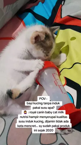 susu terbaik untuk bayi kucing tanpa indukan sy hanya menggunakan royal canin baby cat milk.  #bayikucing #susukucing #susuroyalcanin #catlovers #catszone 