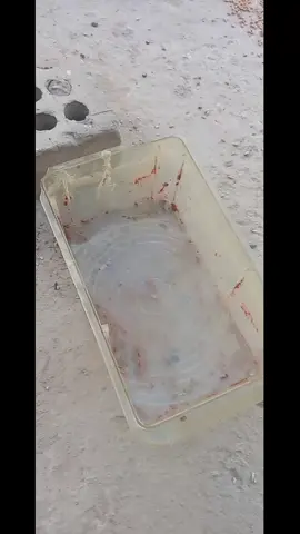 #لوج الله #هديه للإمام علي #ياصاحب الزمان #الشعب_الصيني_ماله_حل 