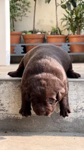 #cutedog #dogsoftiktok #puppylovers #dogvideo #adorable