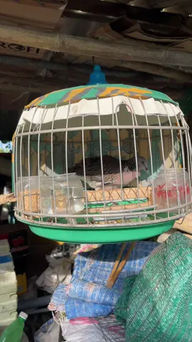 🥰🥰🥰 #cugaymalaysia #cugayindo #manhquybrid🦜 #cugay #xuhuongtiktok #videoviral #foryou #fyp #chimcanh 