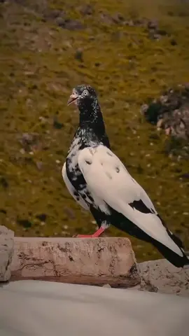 #duet with @kabootar 👌👌👌