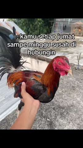 #ayamphilipin🇵🇭 #bibitsendiri🐔 #fyppppppppppppppppppppppp 