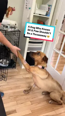 From streets ➡️ scraps ➡️ emergency vet care… to THIS. 💛🐝 When Honey first came to us, she was heartbreakingly skinny, sick, and fighting for her life. Neighbors had seen her surviving on trash and scraps since July 4th until she finally resurfaced, weak and unwell. Y’all rallied to get her urgent vet care—and look at her now! ✨ Healthy, happy, and showing off tricks like a superstar. Honey is living proof that community saves lives. Visit the link in bio to donate and help us keep writing more stories like hers. 🐾 #RescueDog #HoneyStrong #FromSurvivorToStar #ThreeLittlePittiesRescue #DogsofTikTok