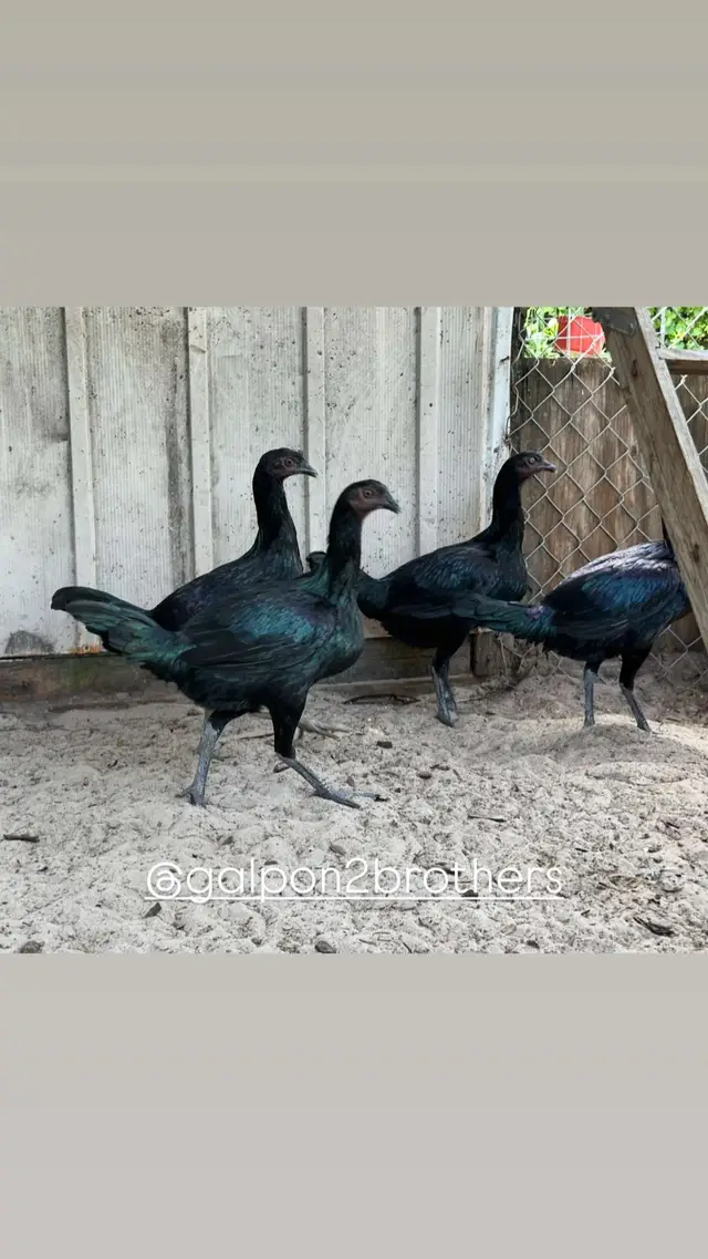 Pollas Prietas Peruanas