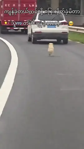 #doglover #tiktok #fyp #sadstory 