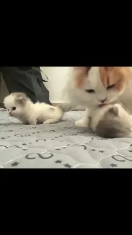 Awwwww🥰🥴🥴😭#kittensoftiktok #catsoftiktok #cat 