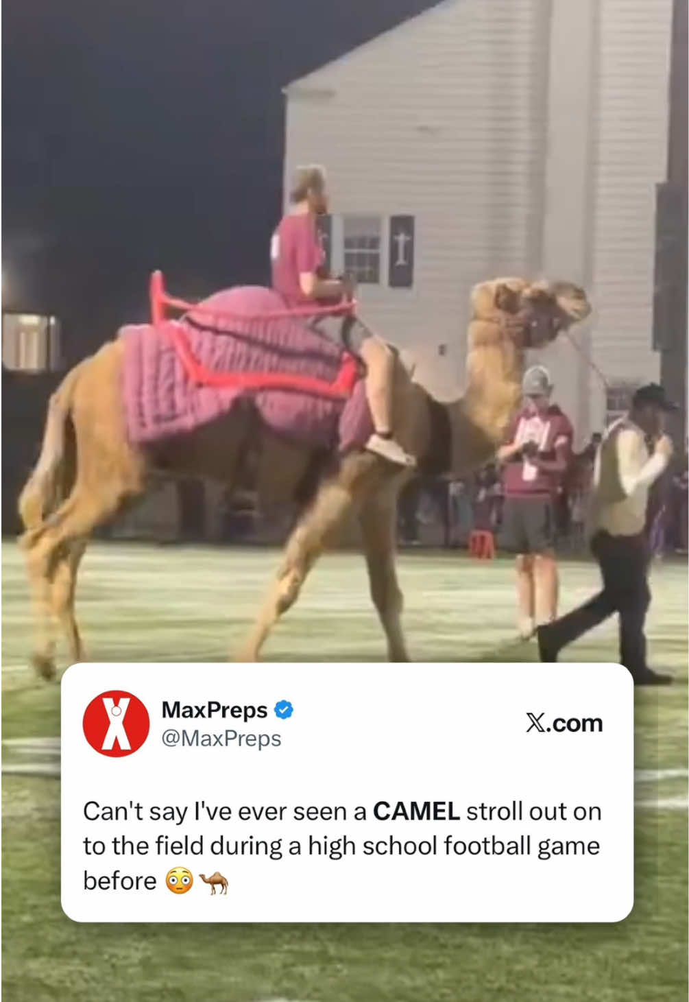 There’s wild then there’s CAMELS 😭💀 ( via mikeclarkpreps/x ) #hsfootball #football #funny #footballtiktok 