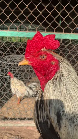 Bị lỗi cánh nhẹ thanh lý anh em nào cũng chê…. Hẹn anh em cuối tuần sau cho ra trận nhe…..@Đặng chí Thuận _ Vĩnh Long 