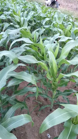 Adv jago 🌽👍 #petanijagung #petanimuda #petaniindonesia🇮🇩🇮🇩🇮🇩🌿🌿 