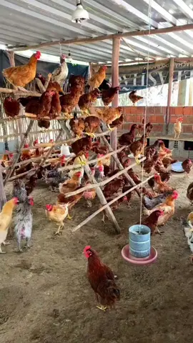 Ordem de bicadas no galinheiro! #avicultura