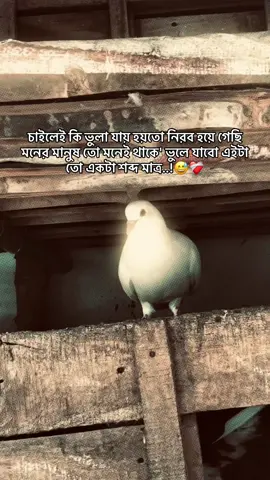 চাইলেই কি ভুলা যায় হয়তো নিরব হয়ে গেছি মনের মানুষ তো মনেই থাকে' ভুলে যাবো এইটা তো  শব্দ মাত্র..!😅❤️‍🩹 #foryou  #the_spydoo 