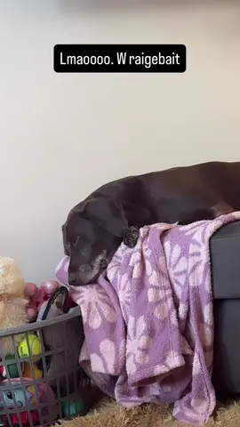 Raige baiting my dog always 10/10 because he be messing with me 😭 #fyp #foryou #dogsoftiktok #viral #comedy 