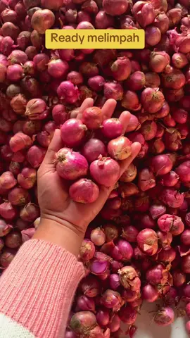 Bima ready #bawangmerah #fyppppppppppppppppppppppp #viralvideo 