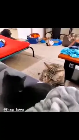 kucing core  #foryou #animal #cat #funnyvideo #kocak 