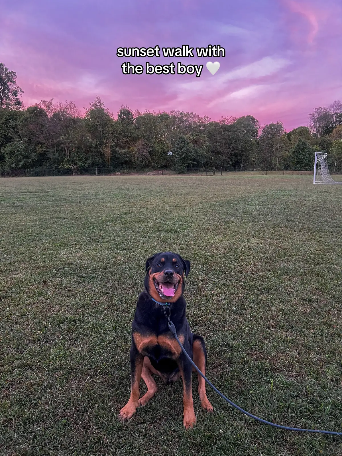 There’s nothing that makes me happier than this. 🫶 #dogmomlife #rottweiler 