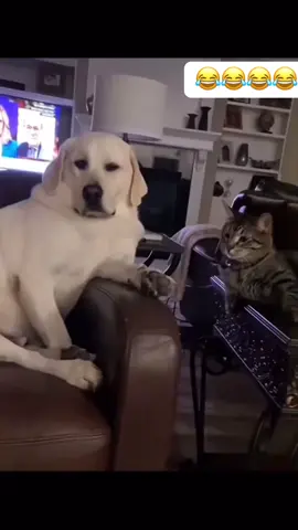 Cats dominate dogs 🤣🤣🤣🤣🤣🤣🤣🤣🤣🤣🤣🤣🤣…#catsoftiktok #rent #pets #PetsOfTikTok #america 