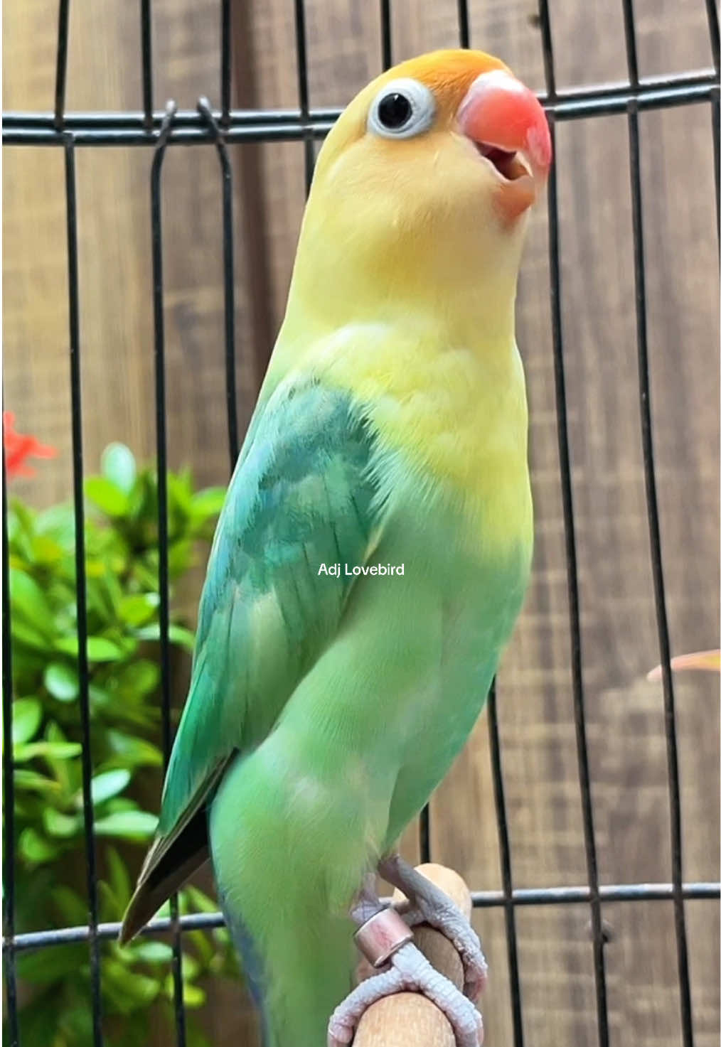 Lovebird Gacor Ngekek Panjang #burung #lovebird #lovebirdfighter #bird #fyp 