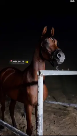 #عيده#ياقوت 🔥🔥🤎🎠