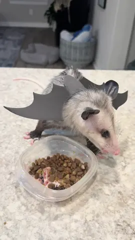 #itsfrickinbatsilovehalloween #bats #opossumsoftiktok #pepper @halloween 