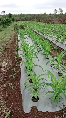 PROSES PEMUPUKAN #petaniindonesia🇮🇩🇮🇩🇮🇩🌿🌿 #TANIMUDA 