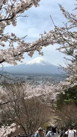 heart is always in Japan ~ seeing Mount Fuji during full Sakura bloom was honestly peak life 🗻🤍 #mountfuji #japan #dream 