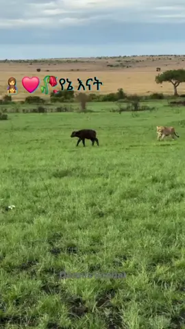#ፍቅር➻ብቻ🖇ፍቅር➻ብቻ❤🥀🔐 #creatorsearchinsights #vrial_video #fyppppppppppppppppppppppp #🖇ፍቅር➻ብቻ❤🥀🔐🦋👑 