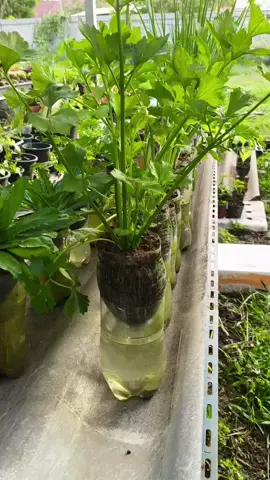 #hidroponia #hidroponik #cultivo #huerto 