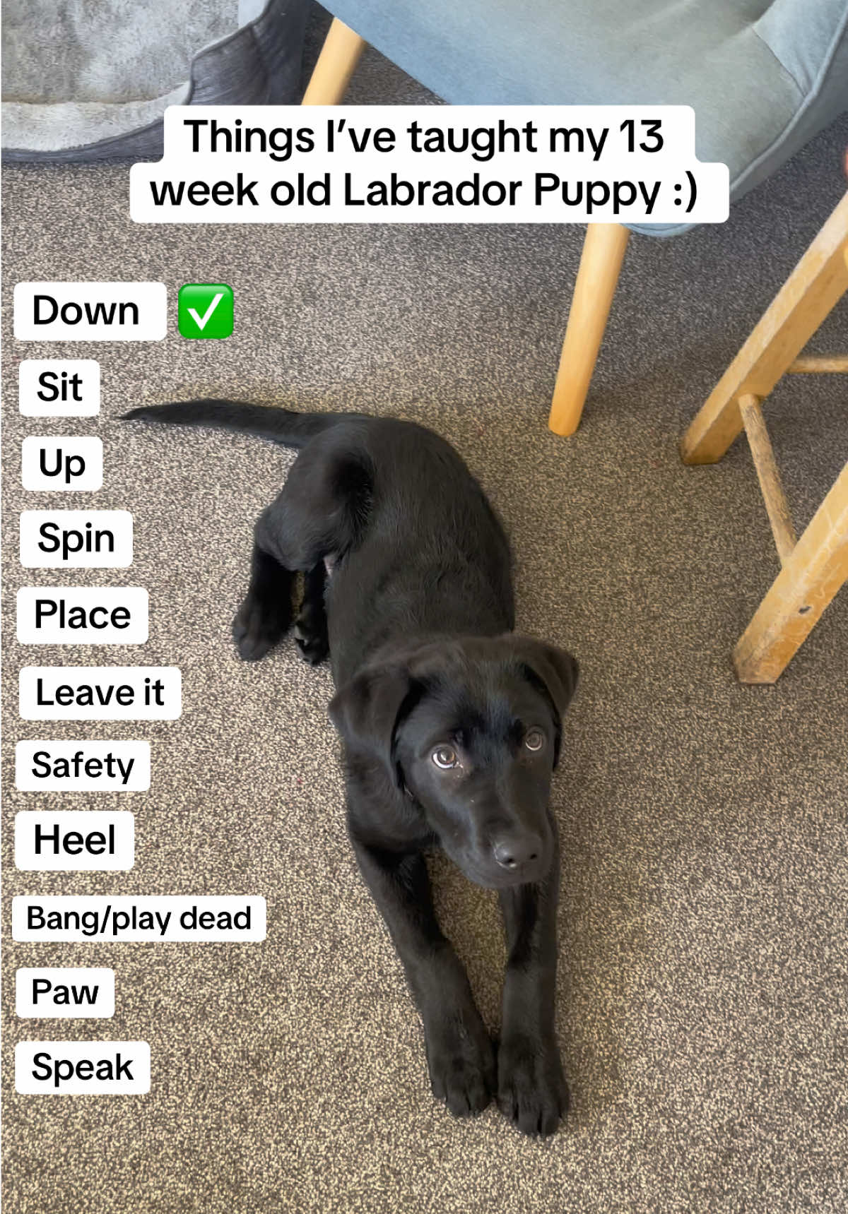 A lot harder to train him when he gets distracted by literally anything🤣😭 #labradorretriever #blacklab 