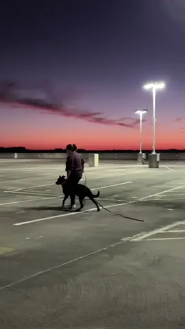 Training PPD's with this view > #personalprotectiondog #workingdog #k9 #germanshepherd #malinois 