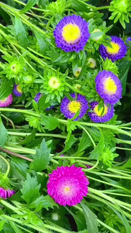 Hoa cúc magic trồng tết đẹp quá đủ màu săc xinh luôn ạ ❤️ #cucmagic #hoadep #xuhuong #yeuhoa #hoacucmagic #hoacuc #hoa #hatgionghoa #tronghoa 