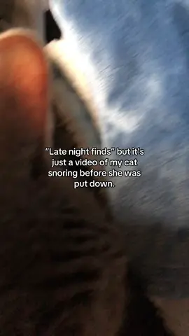 I miss my old lady. ❤️ #cats #catlover #catmom 