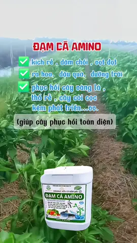 đạm cá Amino Giúp Cây phục hồi toàn diện#xuhuongtiktok 