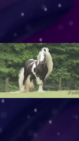 I've seen too many edits with this song but i haven't had luck with equestrians so.. lemme fix it with Fresians/Gypsy Vanners 🩵✨ I love them so much ps; pogo can suck my ween (I don't support him anymore) #bepatient #bepatientpogo #equestrian #gypsyvanner #fresianhorse 