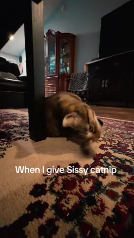 #catsoftiktok #ashtrevinostwin 