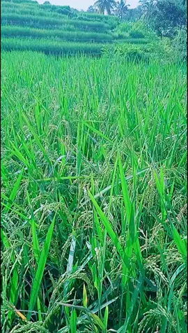 Assalamu'alaikum.. wilujeng siang sahabat VT q yg baik hati 🙏🥰🤗 pasawahan indah#pemandangan#pesawahan#lagusunda#viral#fypシ゚