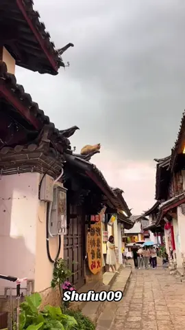 #粉丝一千万#cat#catsoftiktok#viral#fyp 