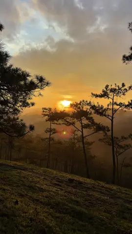100% Đà Lạt #dalat #vitamindalat #tourdalat #sanmaydalat #thoitietdalat 